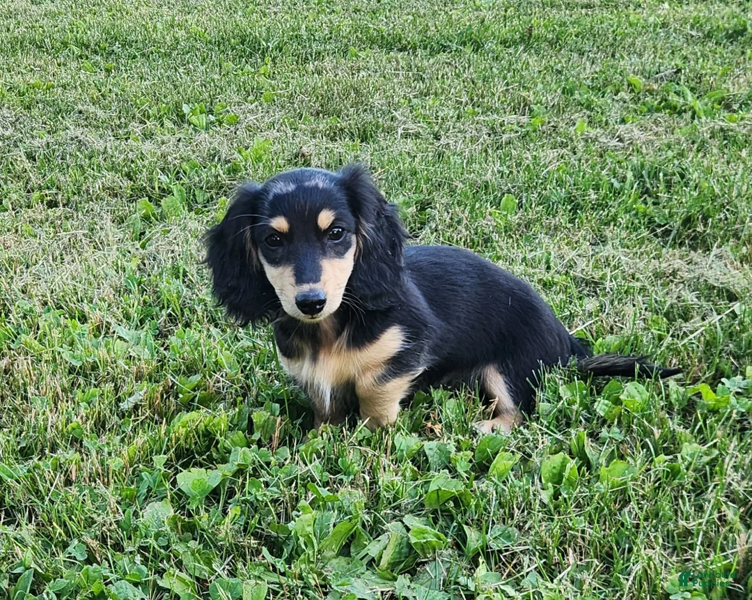 Miniature Dachshund dogs for sale: Ollie - Ad 1