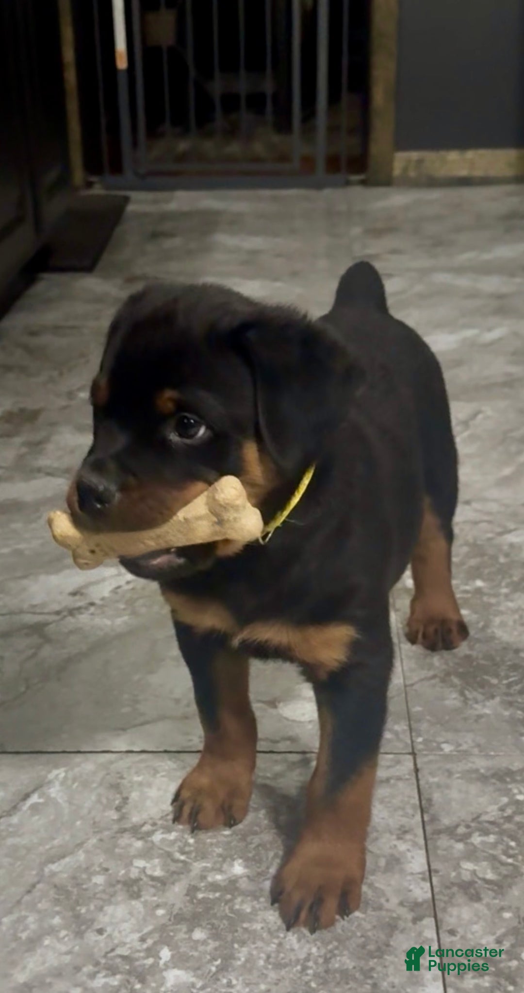 Rottweiler dogs for sale: Rottweiler Puppy 6 - Ad 2