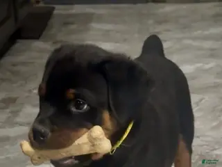 Rottweiler dogs Rottweiler Puppy 6 - Ad 40