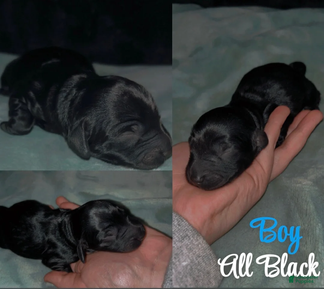 Labradoodle dogs for sale: Sailor - Ad 1