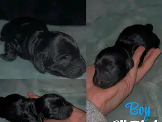 Labradoodle dogs Sailor - Ad 4