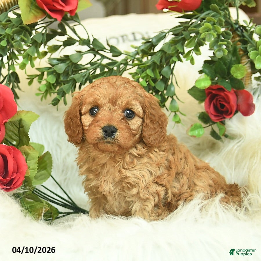 Cavapoo dogs Tulip  - Ad 2
