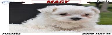 Macy