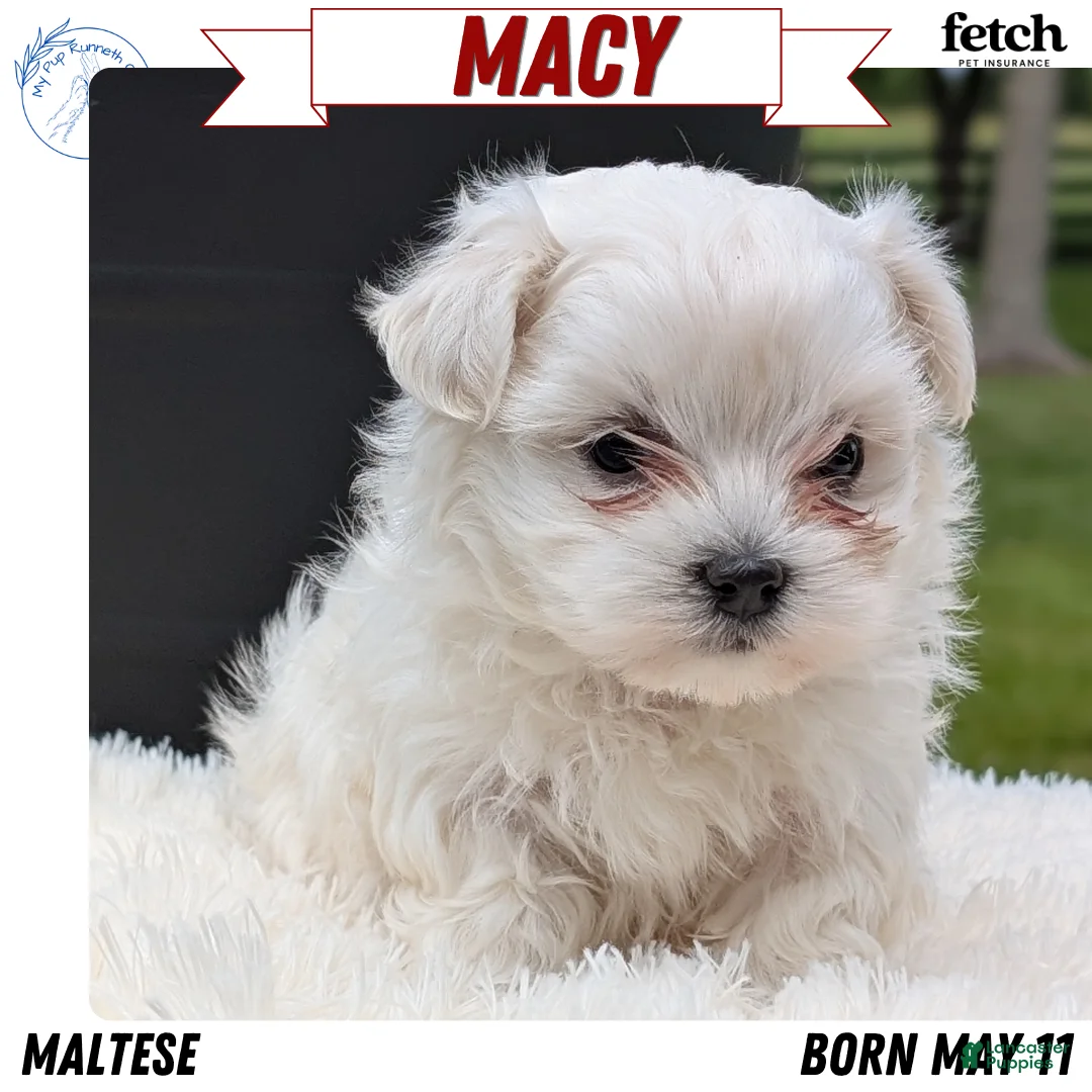 Maltese dogs for sale: Macy - Ad 1