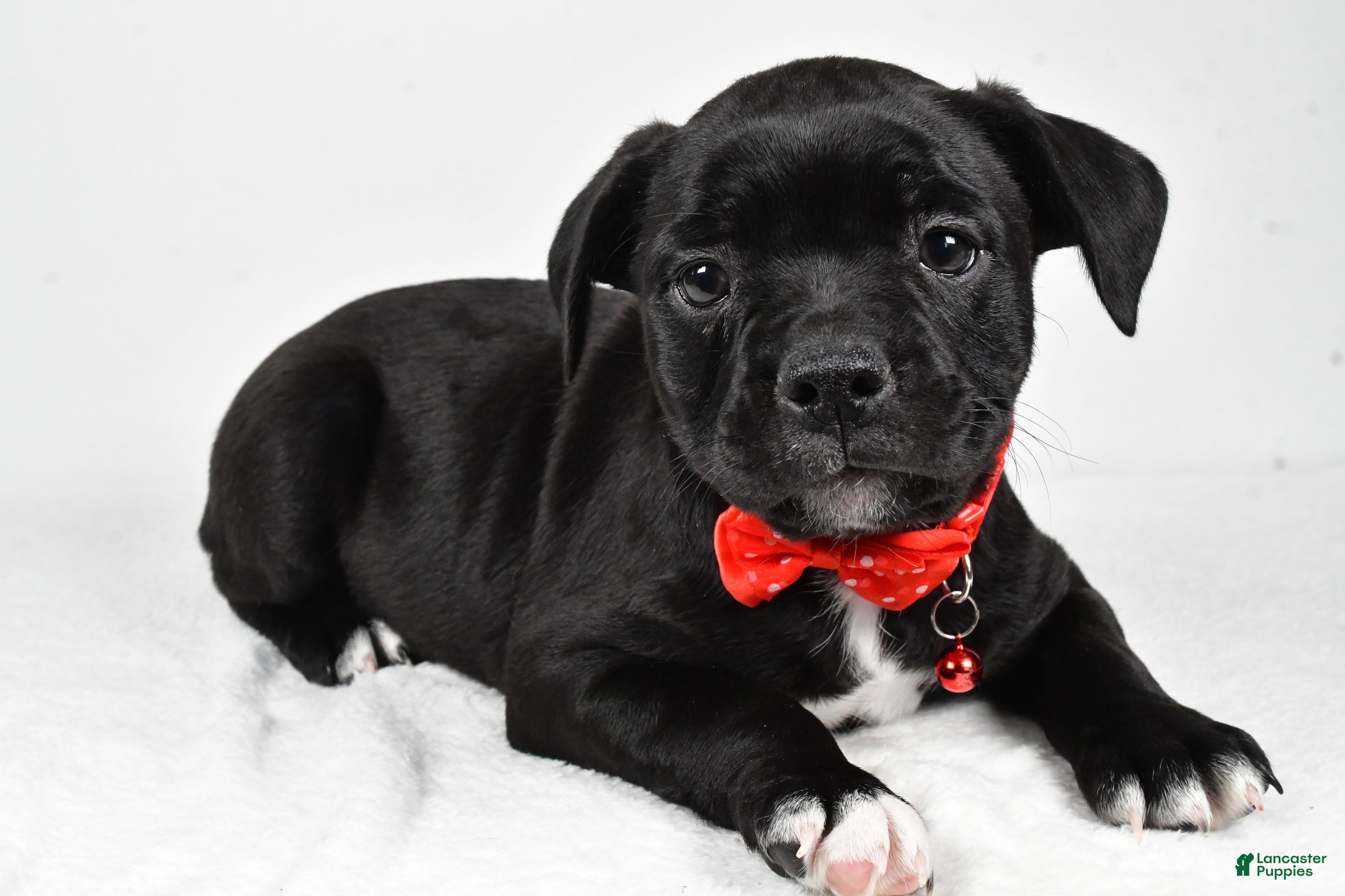 Mixed Breed dogs Dexter - Ad 34