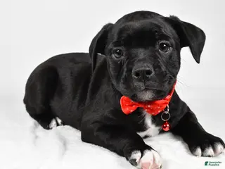 Mixed Breed dogs Dexter - Ad 32