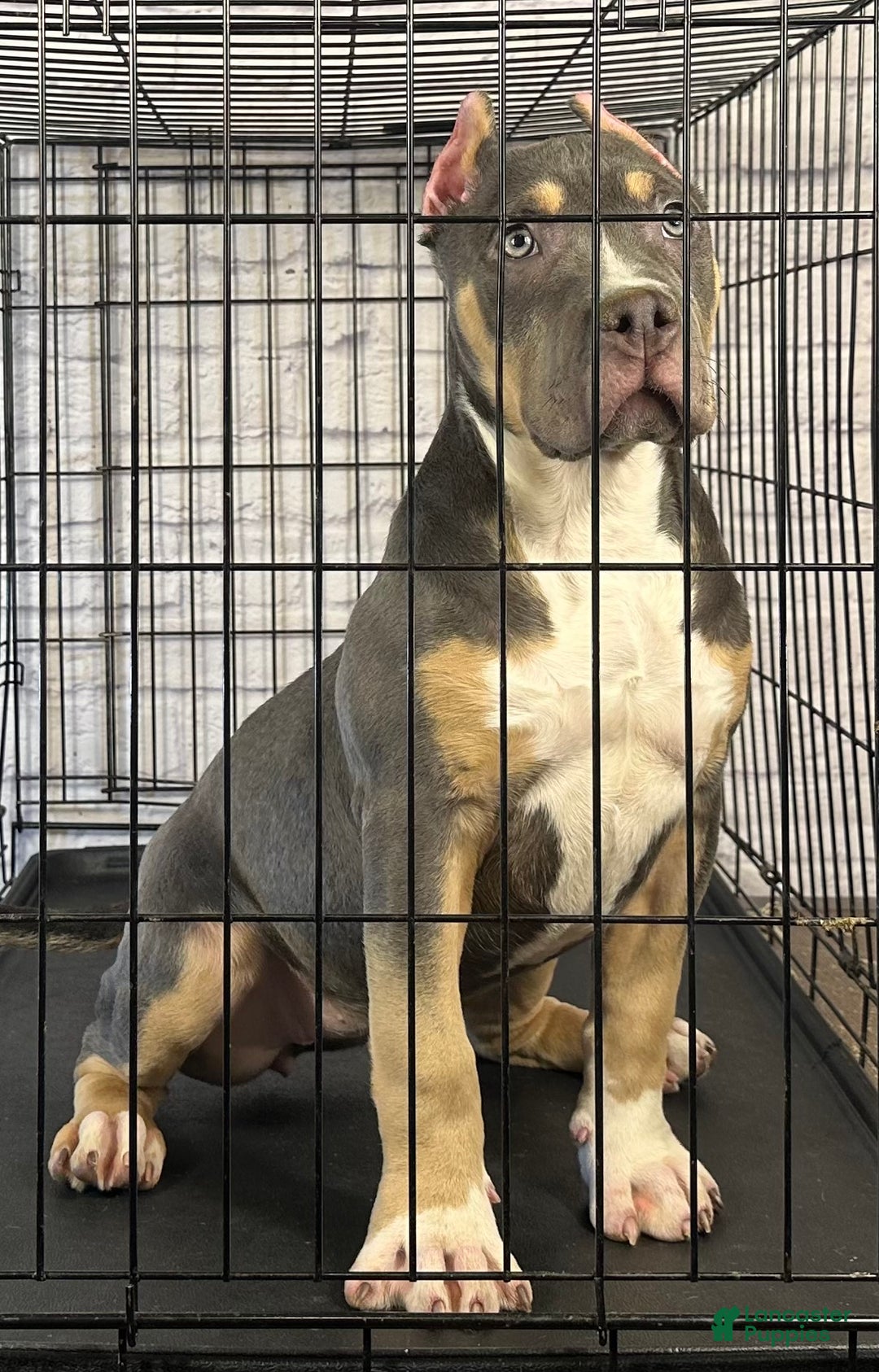 American Bully dogs for sale: Maggie - Ad 8