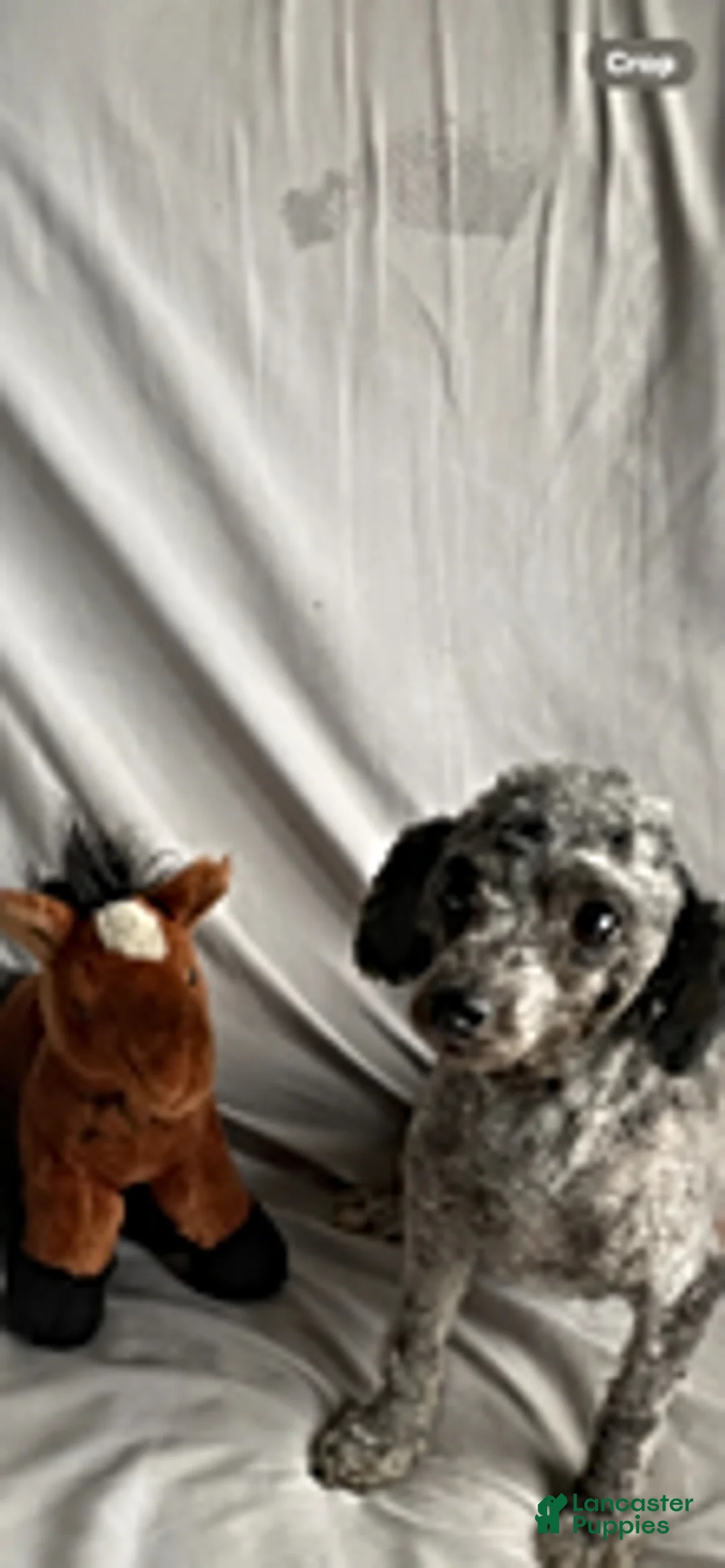 Toy Poodle dogs for sale: Eliza - Ad 5