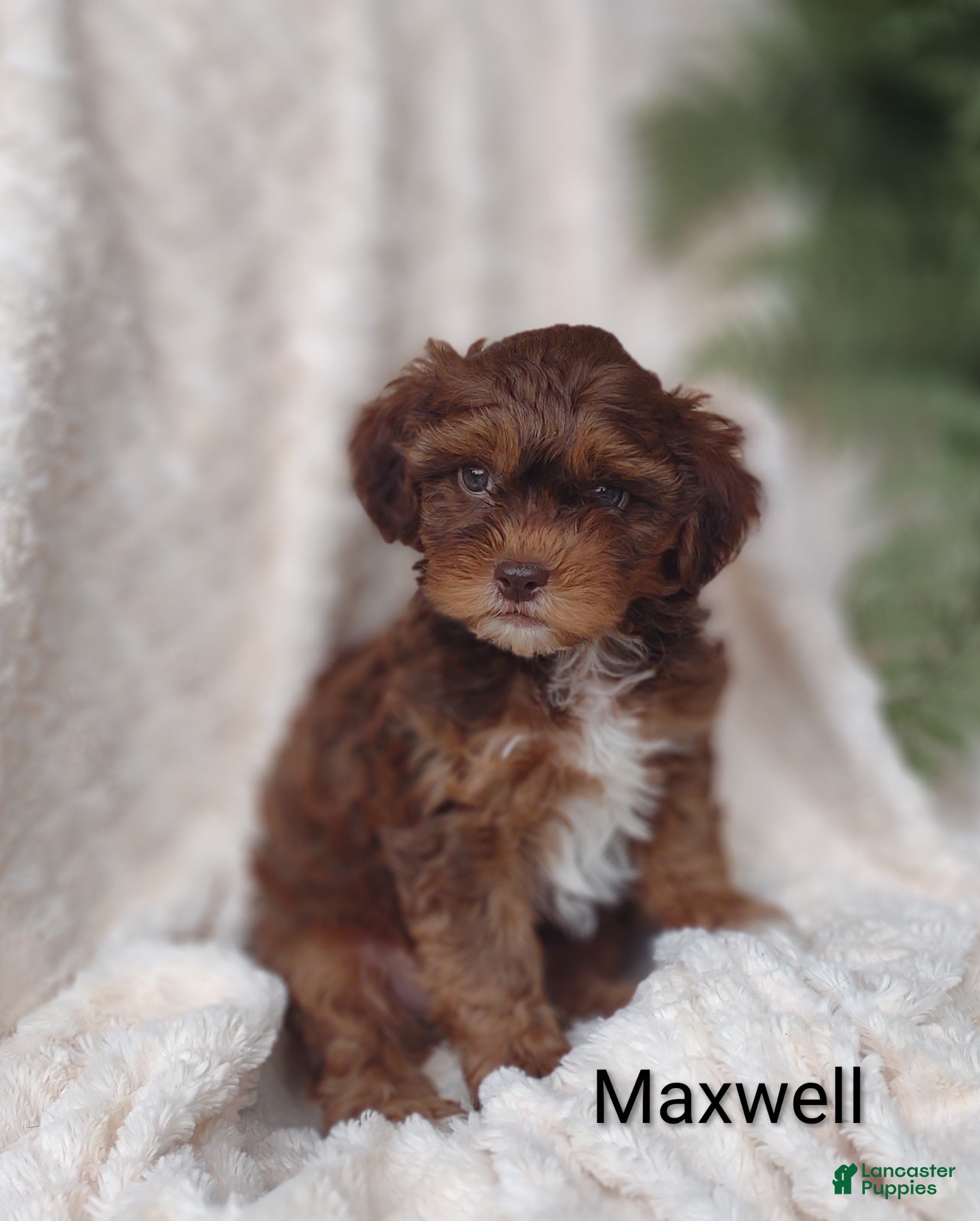 Shihpoo dogs Shihpoo Puppy 4 Maxwell  - Ad 2
