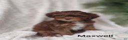 Shihpoo dogs for sale: Shihpoo Puppy 4 Maxwell  - Ad 1