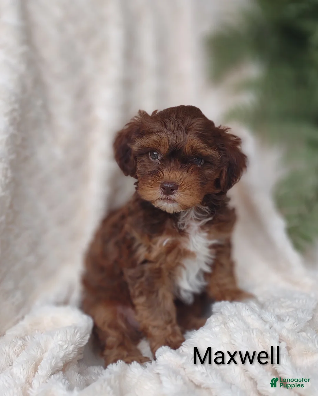 Shihpoo dogs for sale: Shihpoo Puppy 4 Maxwell  - Ad 1