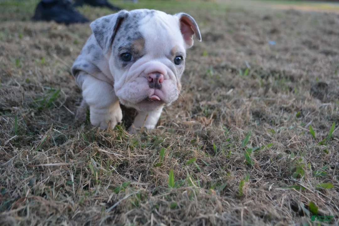 English Bulldog dogs for sale: Butterfly  - Ad 1