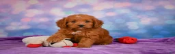 Mini Goldendoodle dogs for sale: ROXANNE - Ad 5