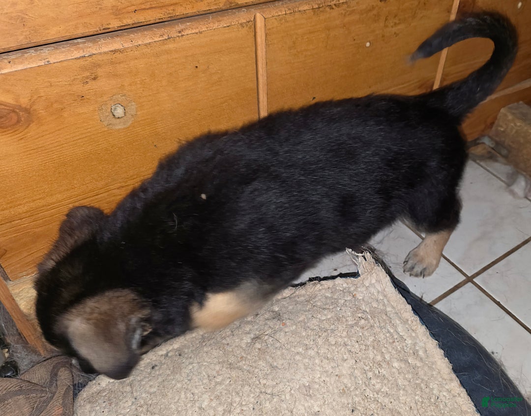 German Shepherd dogs for sale: Copper (9) - Ad 7
