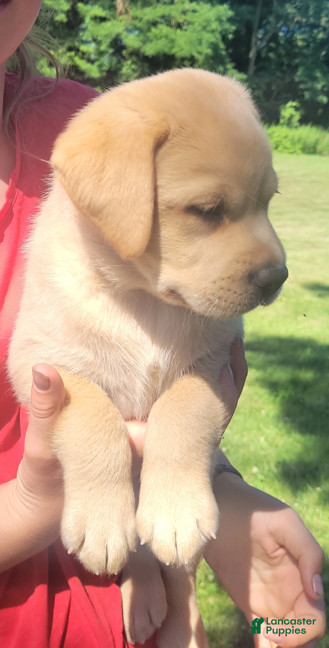 Labrador Retriever dogs Lasso - Ad 2