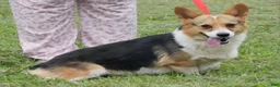 Welsh Corgi Pembroke dogs for sale: Noodles  - Ad 1