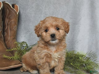 Cavachon dogs - Ad 22