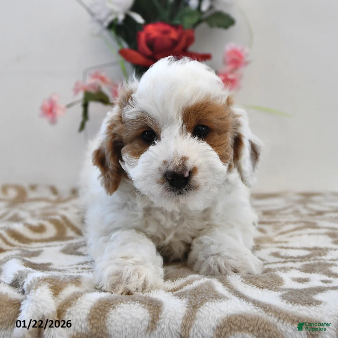 Mini Goldendoodle dogs for sale: Piper - Ad 1
