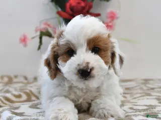 Mini Goldendoodle dogs Piper - Ad 23