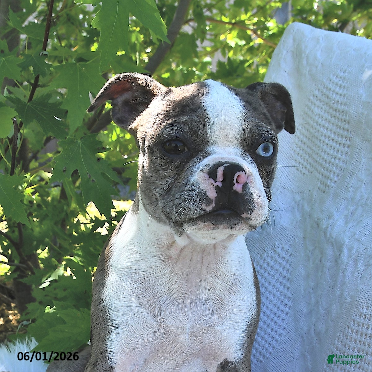 Boston Terrier dogs Brooklyn - Ad 2