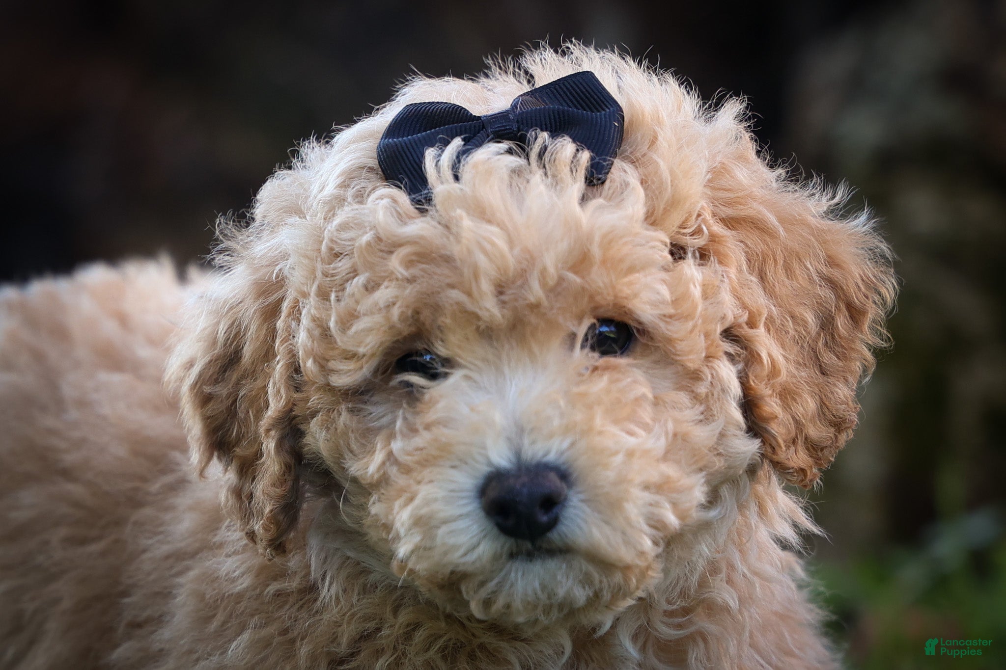 Bichpoo dogs Nova💕 - Ad 2