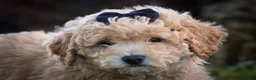 Bichpoo dogs for sale: Nova💕 - Ad 2