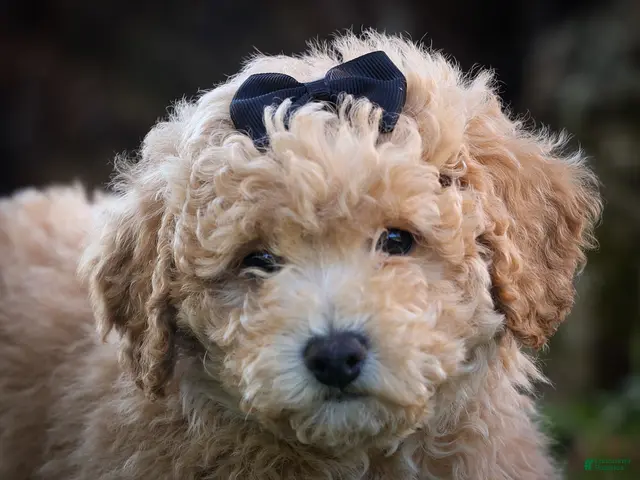 Bichpoo dogs for sale: Newton - Ad 2