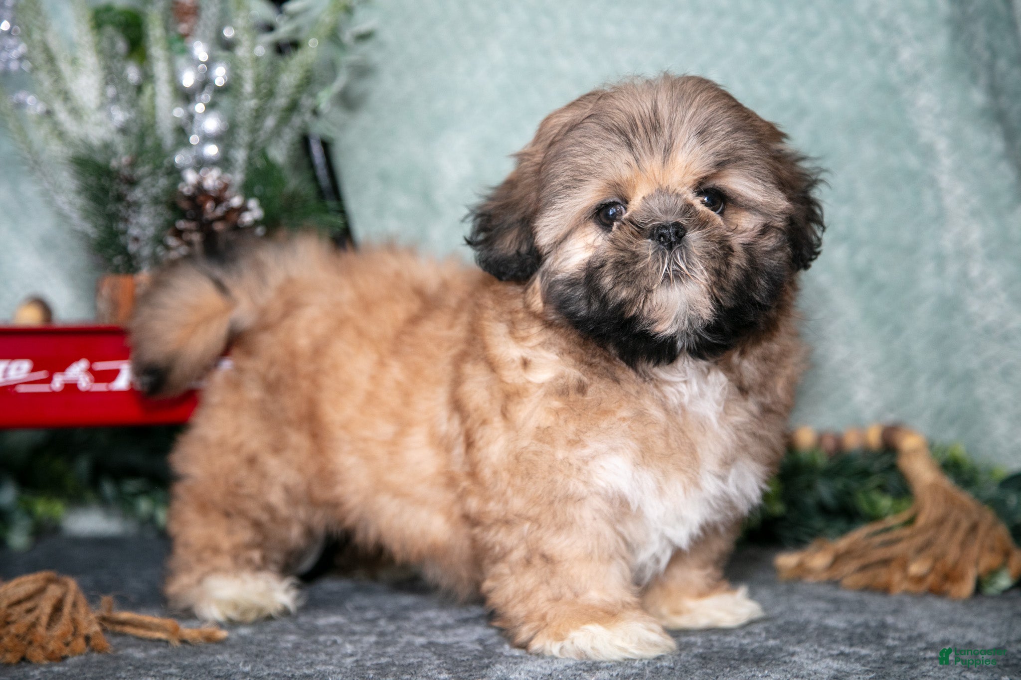 Shih Tzu dogs Daisy - Ad 20