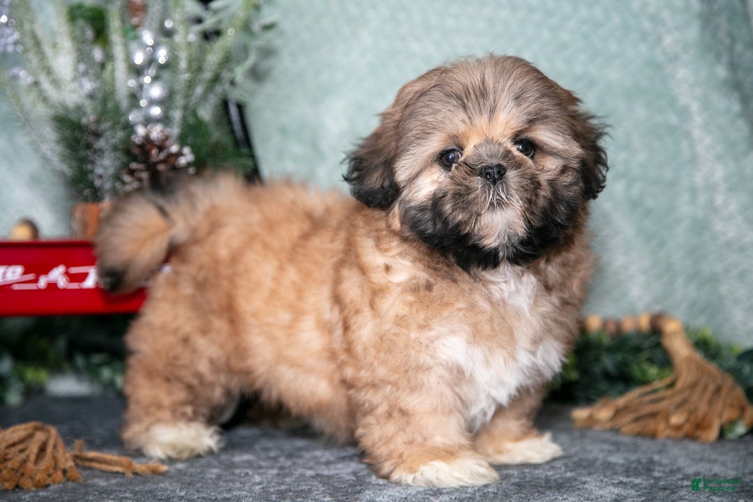 Shih Tzu dogs for sale: Daisy - Ad 1