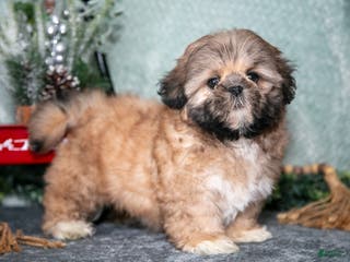Shih Tzu dogs Daisy - Ad 20