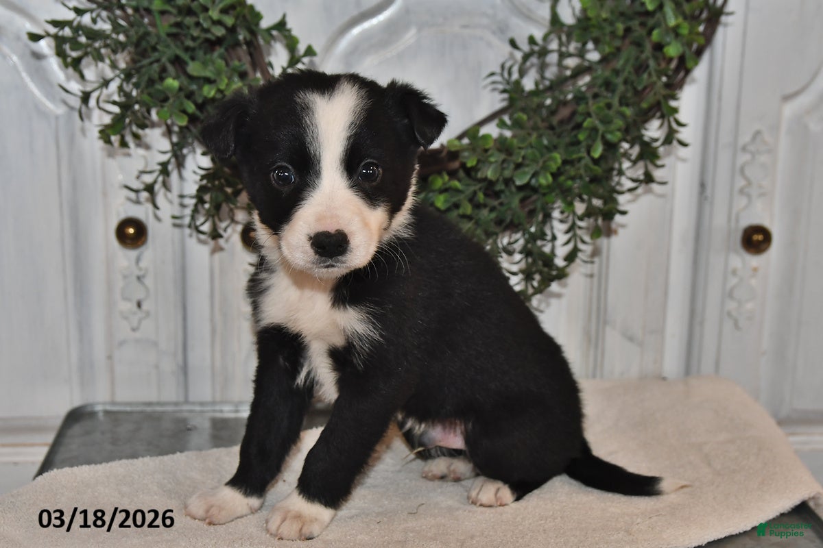 Mixed Breed dogs Claude - Ad 2