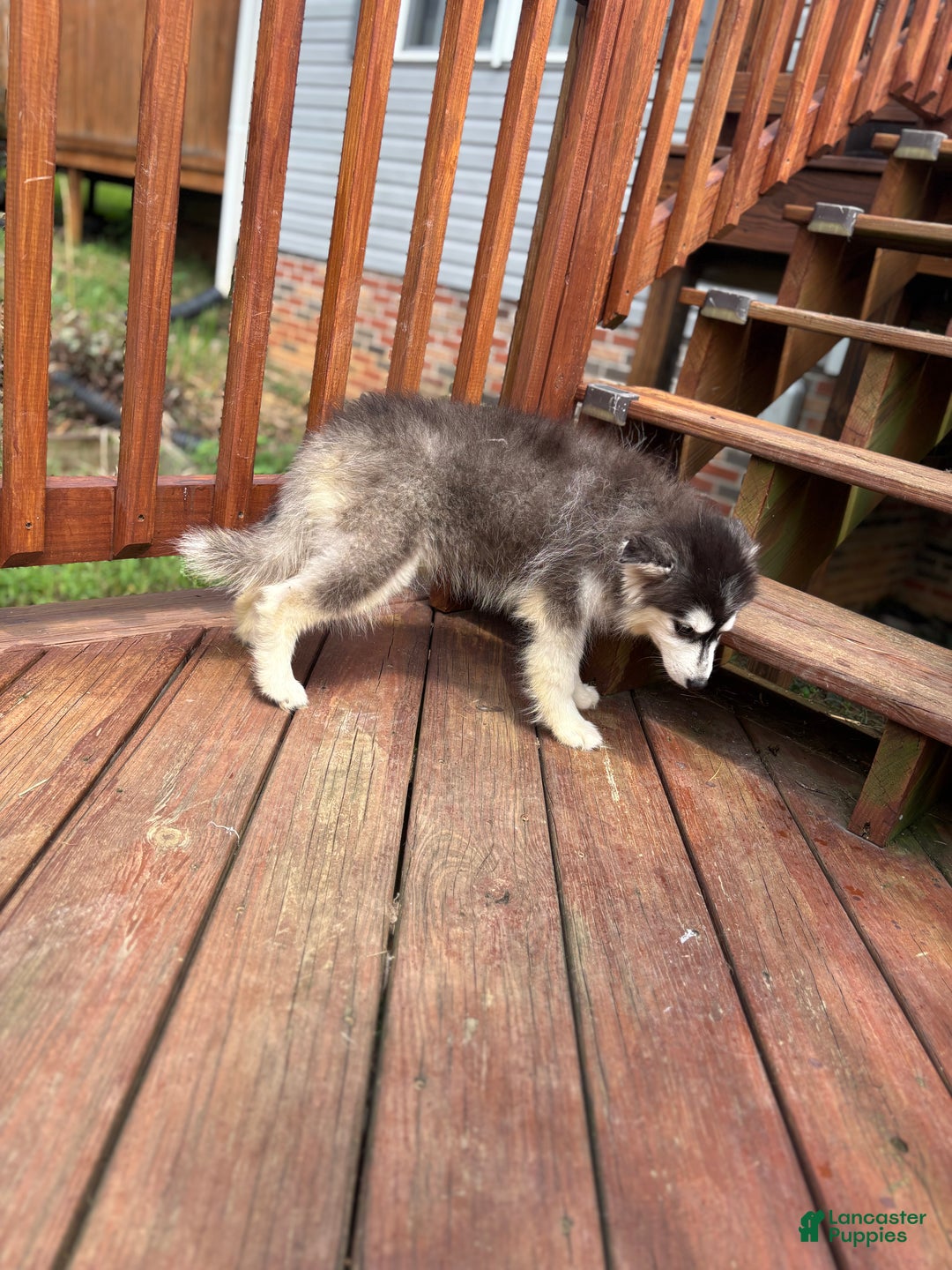 Pomsky dogs for sale: Onyx - Ad 2