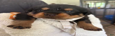 Rottweiler 4 AKC REGISTERED 