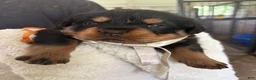 Rottweiler dogs for sale: Rottweiler 4 AKC REGISTERED  - Ad 1