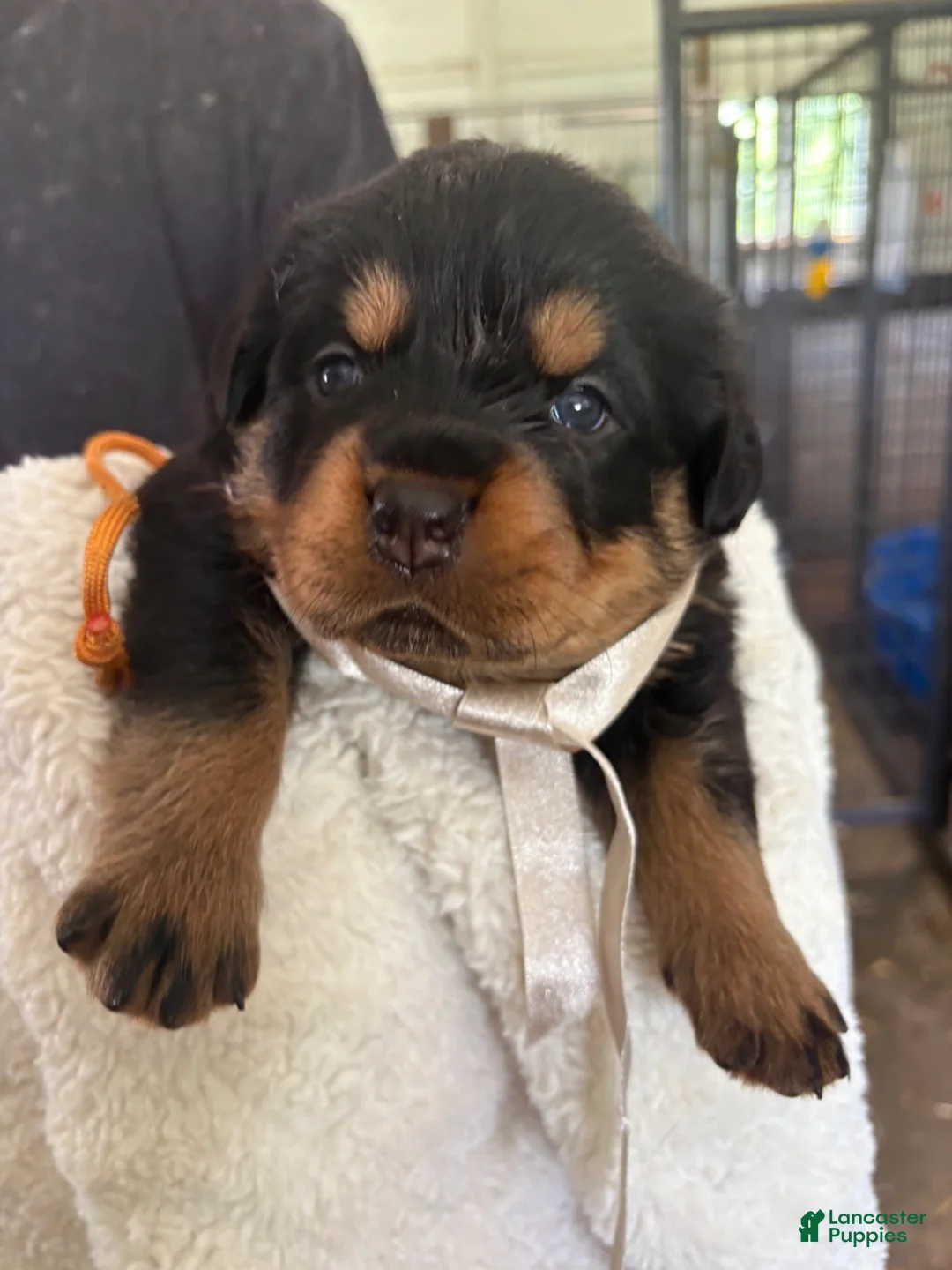 Rottweiler dogs for sale: Rottweiler 4 AKC REGISTERED  - Ad 1