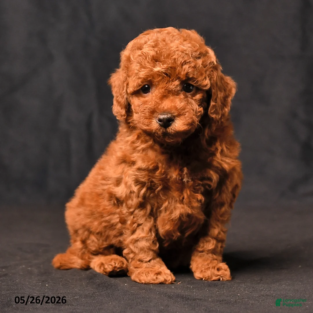 Toy Poodle dogs for sale: Brooke - Ad 2
