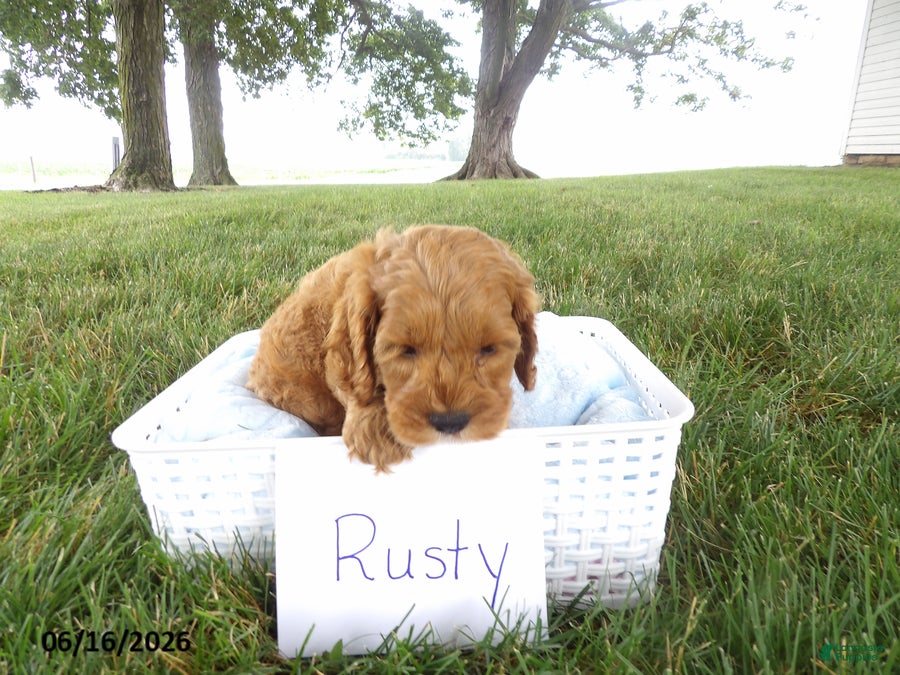 Cockapoo dogs Rusty - Ad 2