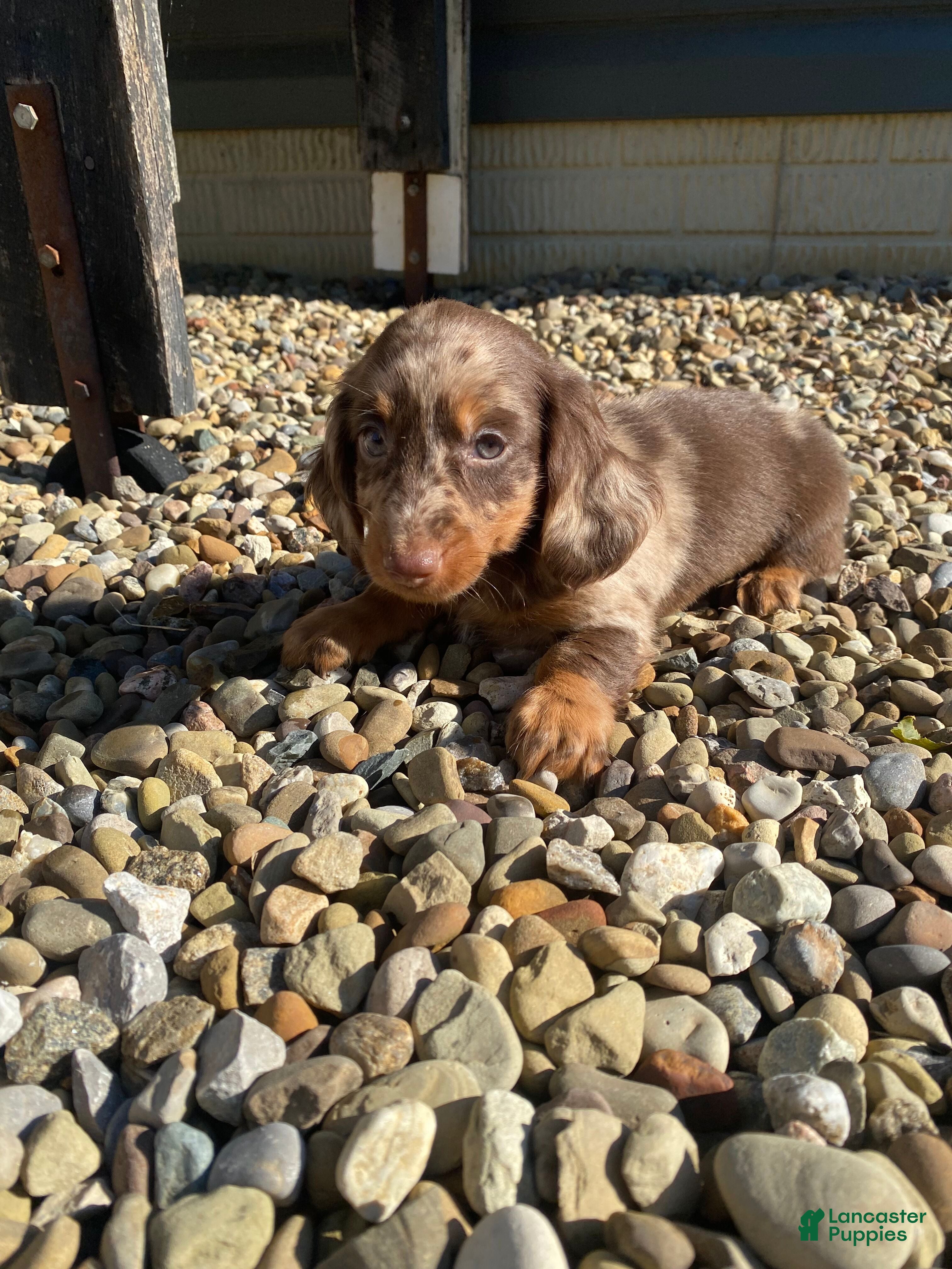 Miniature Dachshund dogs Hank - Ad 2