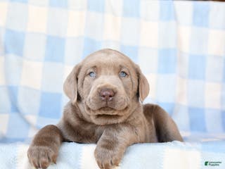 Labrador Retriever dogs for sale: Phantom - Ad 3