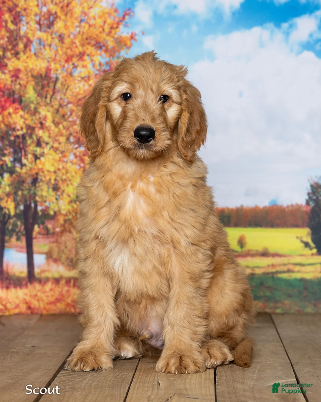 Goldendoodle dogs for sale: Scout - Ad 2