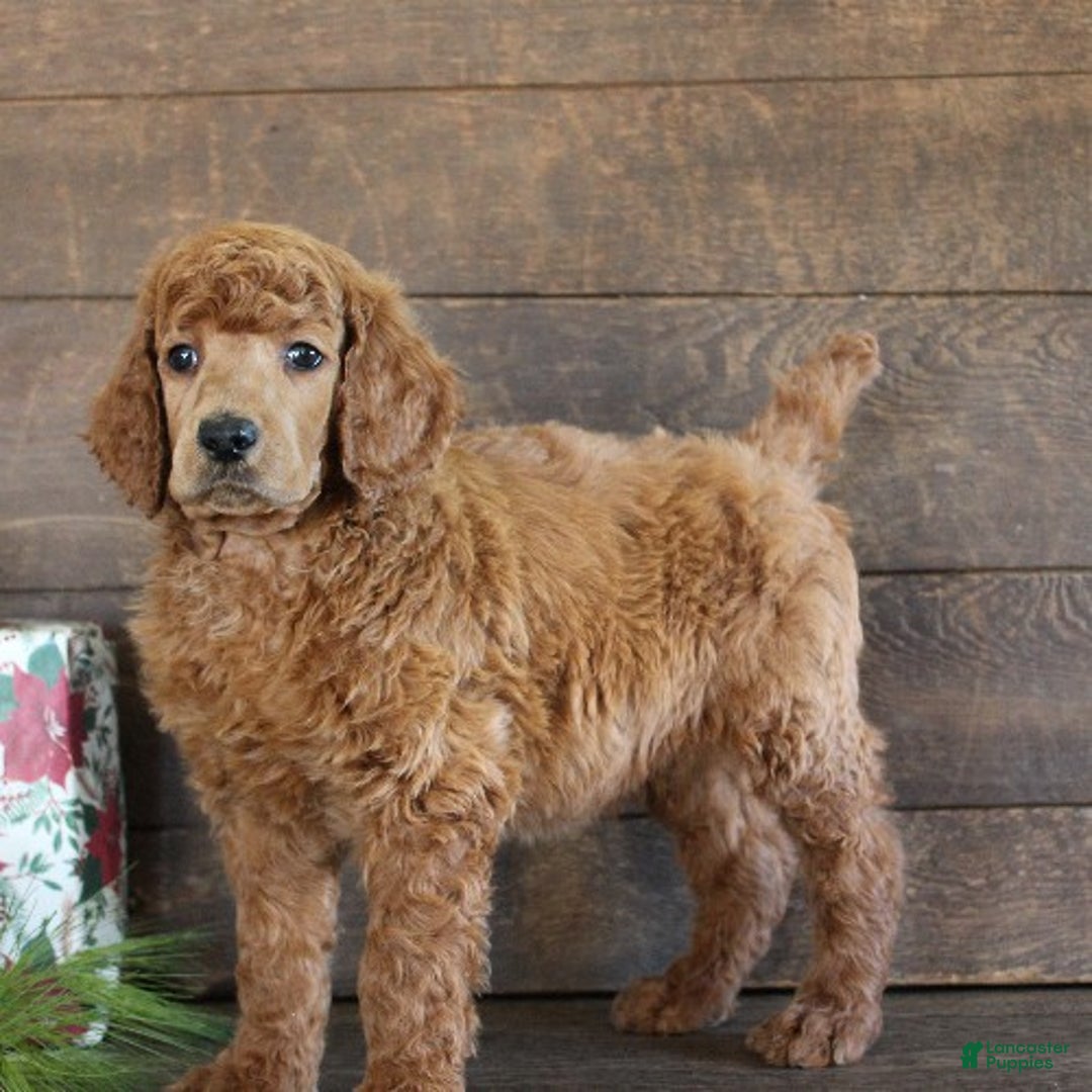 Standard Poodle dogs for sale: Atlas - Ad 4