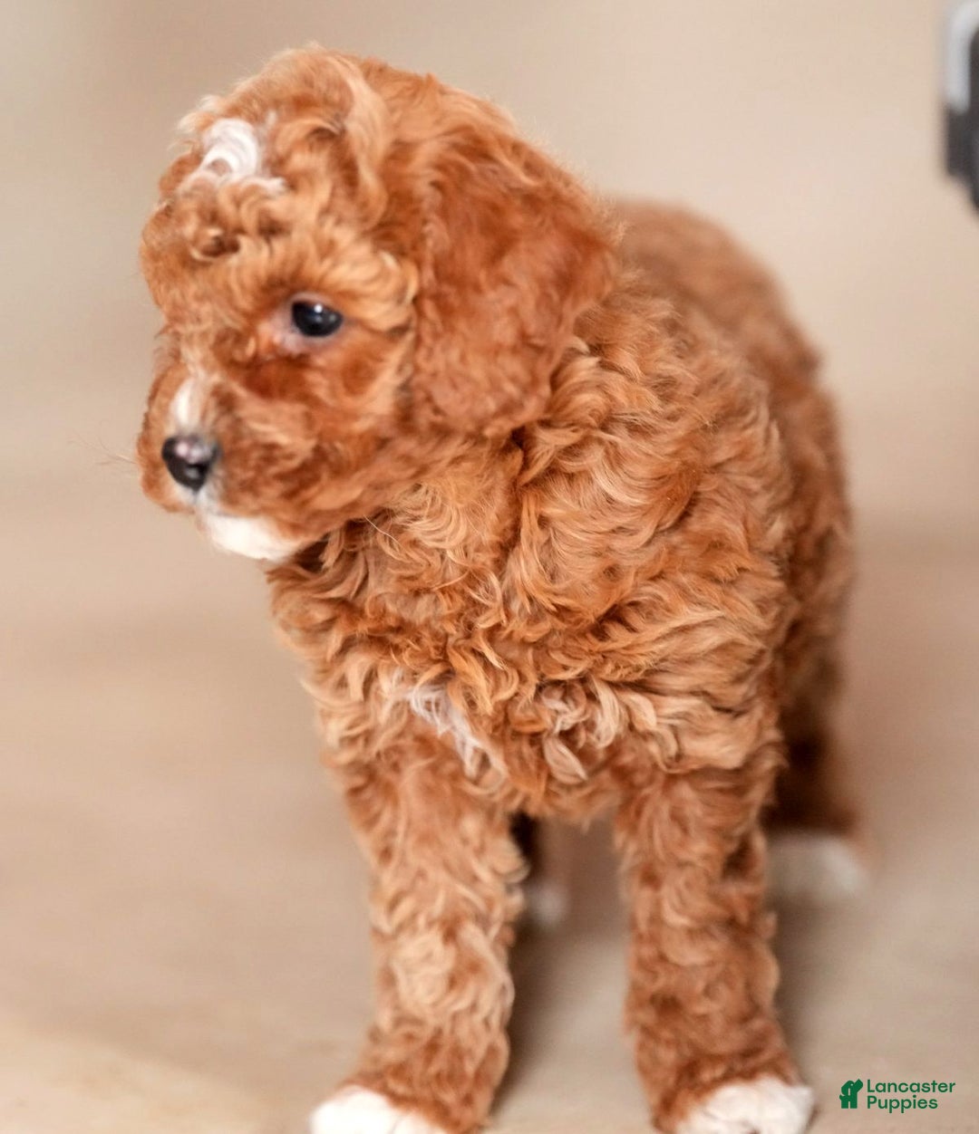 Mini Goldendoodle dogs for sale: Joy - Ad 8