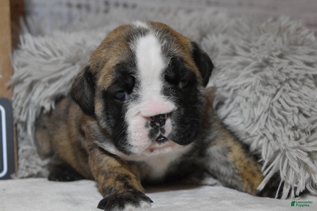 English Bulldog dogs for sale: Phyllis - Ad 2