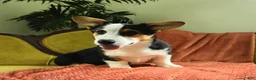 Welsh Corgi Pembroke dogs for sale: Titus - Ad 3