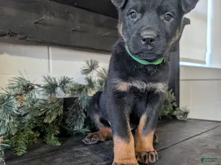 Mixed Breed dogs Rusty - Ad 42