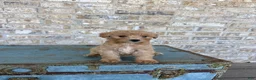 Miniature Labradoodle dogs for sale: Betsy - Ad 3