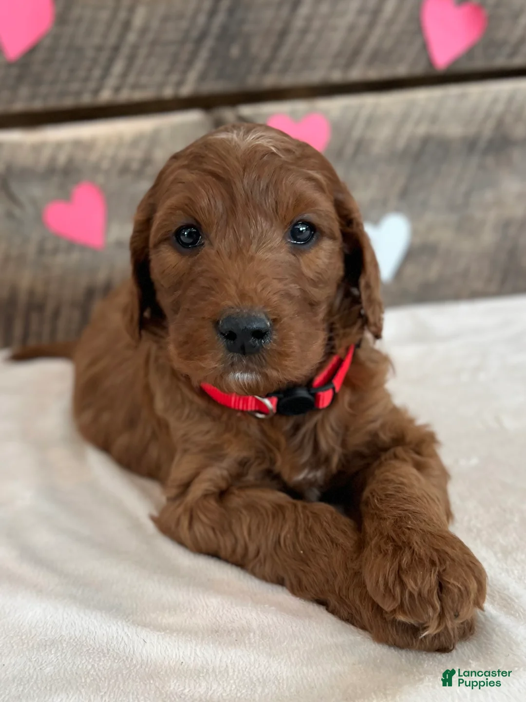 Irish Doodle dogs for sale: Scarlett - Ad 16