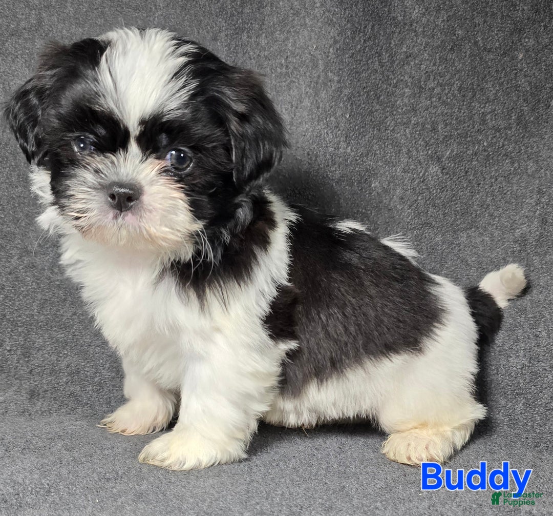 Shih Tzu dogs for sale: Buddy - Ad 6