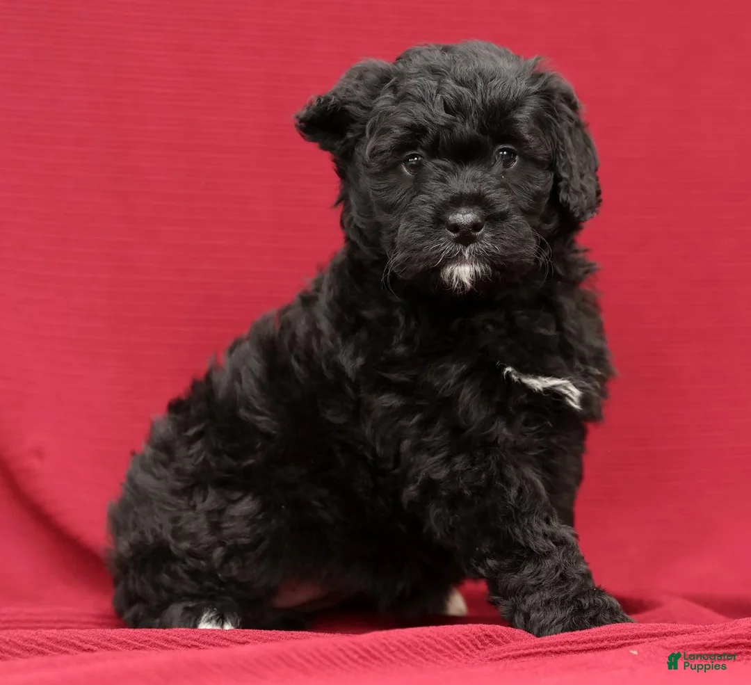 Mini Bernedoodle dogs for sale: Cora - Ad 8