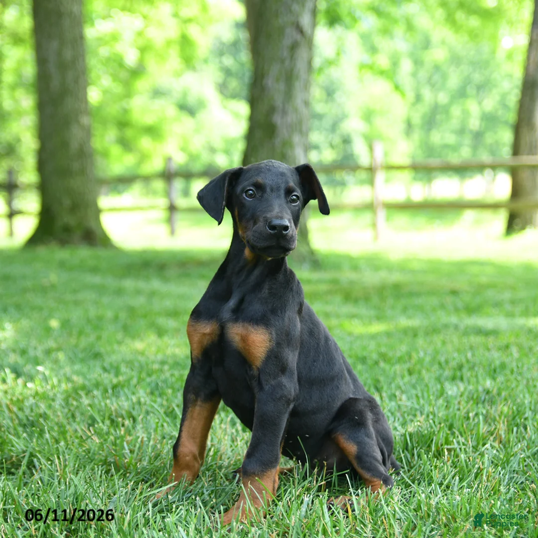Doberman Pinscher dogs for sale: Leopard - Ad 3